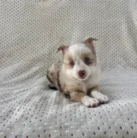 Toy Mini Blue Eyes Red Merle Sunday, a female Toy Australian Shepherd for sale in Quartzsite, AZ – 8 of 10