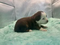 Toy Red Tri Blue Eyes , a male Toy Australian Shepherd for sale in Quartzsite, AZ – 7 of 7