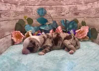 F1 Toy Mini Red Merle Phoenix , a male Miniature Aussiedoodle for sale in Quartzsite, AZ – 3 of 5