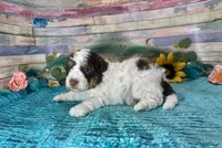 F2B Mini Red Tri Parti , a male Aussiedoodle for sale in Quartzsite, AZ – 7 of 10