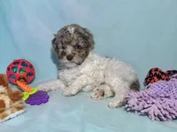 Mini Red Merle Parti F2B , a male Aussiedoodle for sale in Quartzsite, AZ – 7 of 7