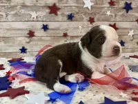 Toy Mini F1 Red and White Parti , a male Miniature Aussiedoodle for sale in Quartzsite, AZ – 6 of 9