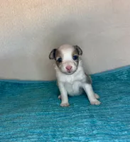 Blue Merle with Blue Eyes, a female Miniature Australian Shepherd for sale in Quartzsite, AZ – 5 of 5