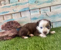 Handsome Toy Red Tri Blue Eyes, a male Toy Australian Shepherd for sale in Quartzsite, AZ – 9 of 10