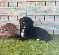 Toy Mini F1 Tuxedo Bi Tempe Blue Eyes, a female Miniature Aussiedoodle for sale in Quartzsite, AZ – 7 of 10