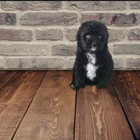 F1 Black and White Tuxedo Bi 2 Blue Eyes , a female Aussiedoodle for sale in Quartzsite, AZ – 5 of 8