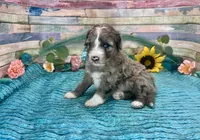 F2B Small Miniature Blue Merle, a male Aussiedoodle for sale in Quartzsite, AZ – 9 of 10