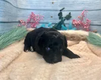 Toy Mini F1 Black and White Tuxedo Bi Tempe, a female Miniature Aussiedoodle for sale in Quartzsite, AZ – 5 of 9