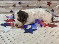 F2B Mini Red Tri Parti , a male Aussiedoodle for sale in Quartzsite, AZ – 4 of 10