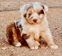 Toy Mini Coming Soon Expecting All Colors , a  Miniature Australian Shepherd for sale in Quartzsite, AZ – 3 of 10