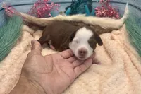 Toy Mini Red Tri Friday, a male Miniature Australian Shepherd for sale in Quartzsite, AZ – 4 of 5