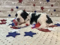 F2B Miniature Black and White Parti , a male Aussiedoodle for sale in Quartzsite, AZ – 9 of 10