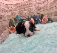 Toy Mini Black Tri Blye Eyes Almond Joy, a female Miniature Australian Shepherd for sale in Quartzsite, AZ – 5 of 10