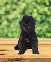 F1 Gorgeous Toy Mini Black Mesa , a female Miniature Aussiedoodle for sale in Quartzsite, AZ – 2 of 4