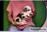 Toy Blue Eyes Blue Merle , a female Toy Australian Shepherd for sale in Quartzsite, AZ – 5 of 6