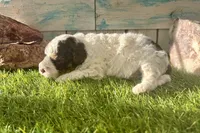 Toy Mini F2B Red Tri Parti, a male Poodle - Miniature  and Miniature Aussiedoodle for sale in Quartzsite, AZ – 2 of 7
