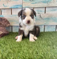 Gorgeous Red Tri Blue Eyes , a male Toy Australian Shepherd for sale in Quartzsite, AZ – 1 of 10
