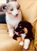 Coming Soon Expecting All Colors , a  Miniature Australian Shepherd and Miniature American Shepherd for sale in Quartzsite, AZ – 8 of 10