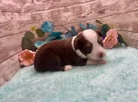 Toy Mini Red Tri Milky Way Blue Eyes, a female Miniature Australian Shepherd for sale in Quartzsite, AZ – 4 of 10