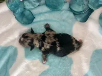 F2B Miniature Blue Merle Key Lime Pie , a female Aussiedoodle for sale in Quartzsite, AZ – 4 of 5