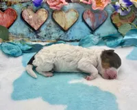 F2B Mini Red Tri Parti Dutch Apple Pie , a male Aussiedoodle for sale in Quartzsite, AZ – 2 of 5