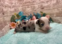 Toy Mini Blue Merle Blue Eye Butterfingers, a female Toy Australian Shepherd for sale in Quartzsite, AZ – 5 of 9
