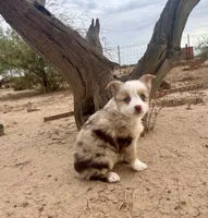 Gorgeous Toy Red Merle Blue Eyes, a female Toy Australian Shepherd for sale in Quartzsite, AZ – 5 of 7