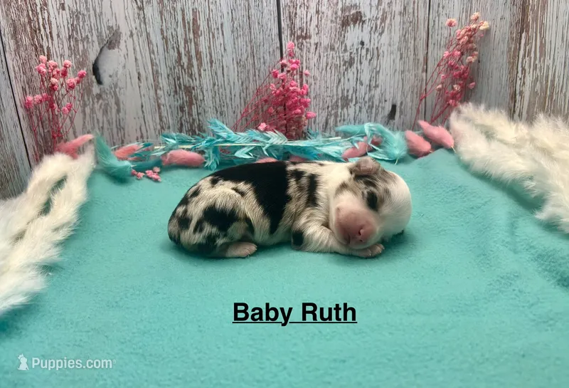 Toy Mini Baby Ruth Blue Merle – Miniature Australian Shepherd puppy for sale in Quartzsite, AZ