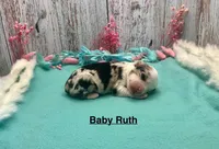 Toy Mini Baby Ruth Blue Merle, a female Miniature Australian Shepherd for sale in Quartzsite, AZ – 1 of 5