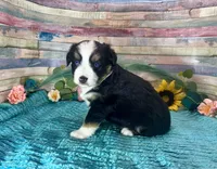 Toy Mini Gorgeous Tri Sweet Tamale , a female Miniature Australian Shepherd for sale in Quartzsite, AZ – 5 of 10