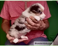 Toy Blue Merle Blue Eyes, a female Toy Australian Shepherd for sale in Quartzsite, AZ – 7 of 8