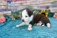 Toy Mini F1 Red and White Tri Parti , a male Miniature Aussiedoodle for sale in Quartzsite, AZ – 4 of 10