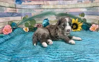 F2B Small Miniature Blue Merle, a male Aussiedoodle for sale in Quartzsite, AZ – 2 of 10