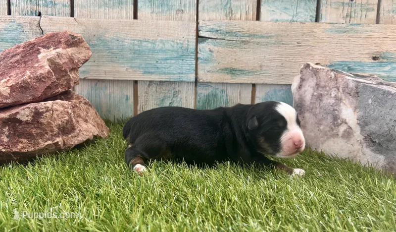 Toy Beautiful Black Tri  – Toy Australian Shepherd puppy for sale in Quartzsite, AZ