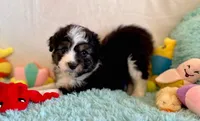 F2B Toy Mini Coming Soon All Colors, a  Miniature Aussiedoodle for sale in Quartzsite, AZ – 5 of 10