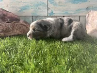 Toy Mini F1 Blue Merle, a male Aussiedoodle and Poodle - Miniature  for sale in Quartzsite, AZ – 6 of 6