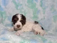 Toy Mini F2B Red Phantom Tri Parti , a male Poodle - Miniature  and Miniature Aussiedoodle for sale in Quartzsite, AZ – 7 of 7