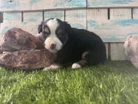 Toy Mini Tri Sweet Tamale , a female Toy Australian Shepherd for sale in Quartzsite, AZ – 3 of 9