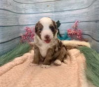 Toy Mini F1 Red Merle Phoenix , a male Miniature Aussiedoodle for sale in Quartzsite, AZ – 6 of 9
