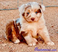 Toy Mini Coming Soon All Colors , a  Miniature Australian Shepherd for sale in Quartzsite, AZ – Photo 3 of 10