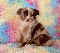 Toy Mini Coming Soon All Colors , a  Miniature Australian Shepherd for sale in Quartzsite, AZ – Photo 10 of 10