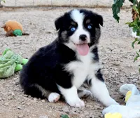 Toy Mini Coming Soon All Colors , a  Miniature Australian Shepherd for sale in Quartzsite, AZ – Photo 4 of 10