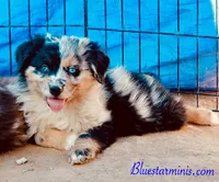 Toy Mini Coming Soon All Colors , a  Miniature Australian Shepherd for sale in Quartzsite, AZ – Photo 6 of 10