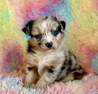 Toy Mini Coming Soon All Colors , a  Miniature Australian Shepherd for sale in Quartzsite, AZ – Photo 9 of 10