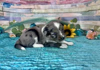 F1 Toy Mini Blue Merle , a male Miniature Aussiedoodle for sale in Quartzsite, AZ – 8 of 10