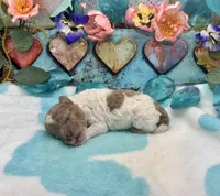 Miniature F2B Red Merle Parti Banana Crème Pie, a male Aussiedoodle for sale in Quartzsite, AZ – 2 of 5