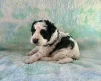 F2B Mini Black and White Parti Bi , a male Poodle - Miniature  and Miniature Aussiedoodle for sale in Quartzsite, AZ – 4 of 8