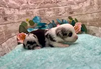 Toy Mini Blue Merle Baby Ruth Blue Eyes, a female Miniature Australian Shepherd for sale in Quartzsite, AZ – 1 of 10