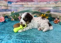 F2B Mini Red Tri Parti , a male Aussiedoodle for sale in Quartzsite, AZ – 5 of 10