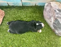 Toy Beautiful Black Tri , a female Toy Australian Shepherd for sale in Quartzsite, AZ – 4 of 7